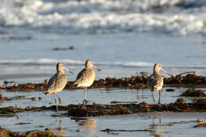 Behou velk (Marblet Godwit)