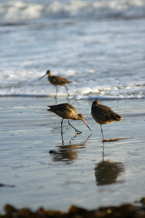 Behou velk (Marblet Godwit)