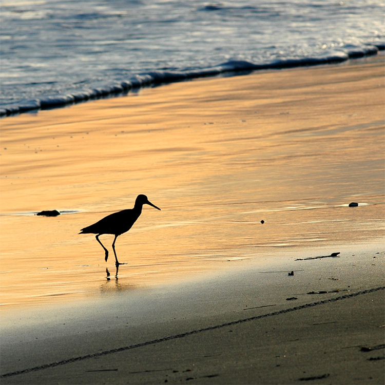 Behou velk (Marblet Godwit)