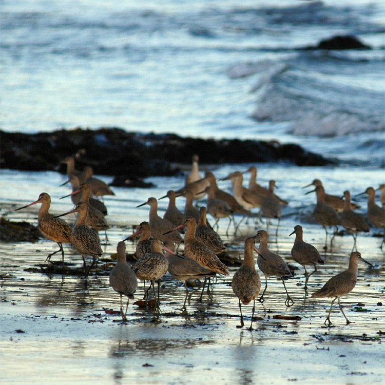 Behou velk (Marblet Godwit)