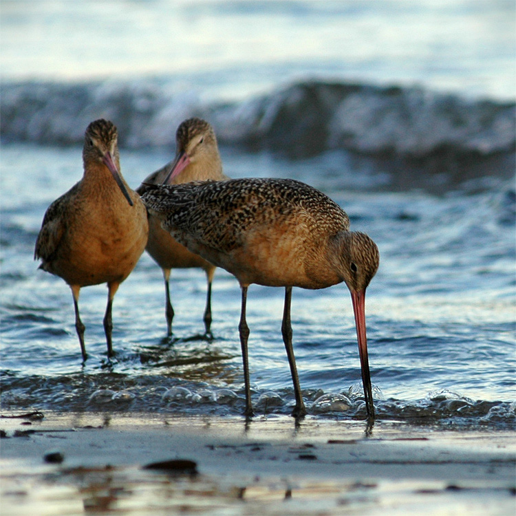 Behou velk (Marblet Godwit)