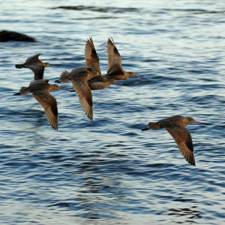 Behou velk (Marblet Godwit)