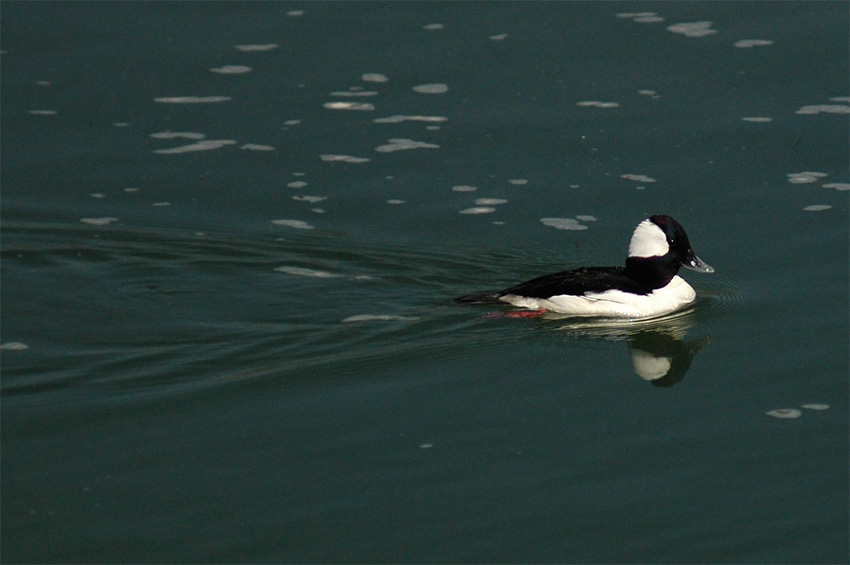 Hohol blav (Bufflehead)