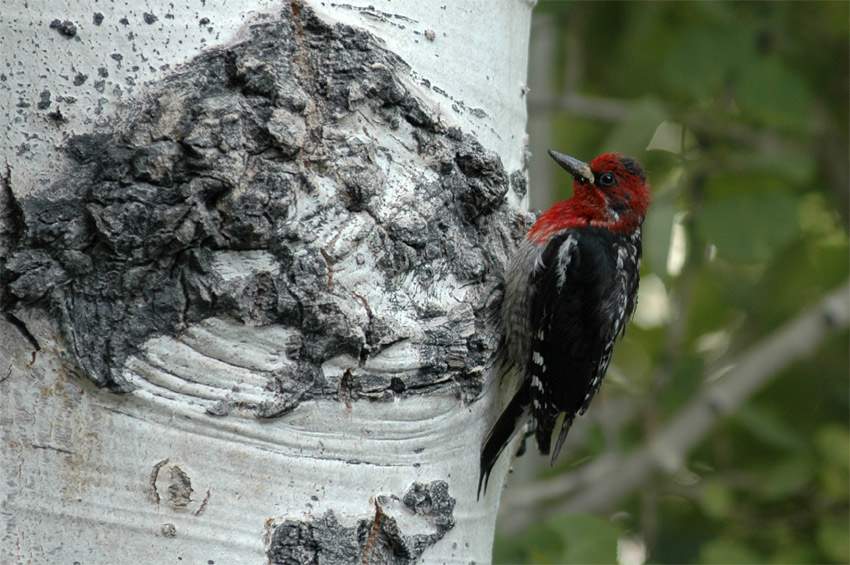 Datel ervenoprs (Red-breasted Sapsucker)