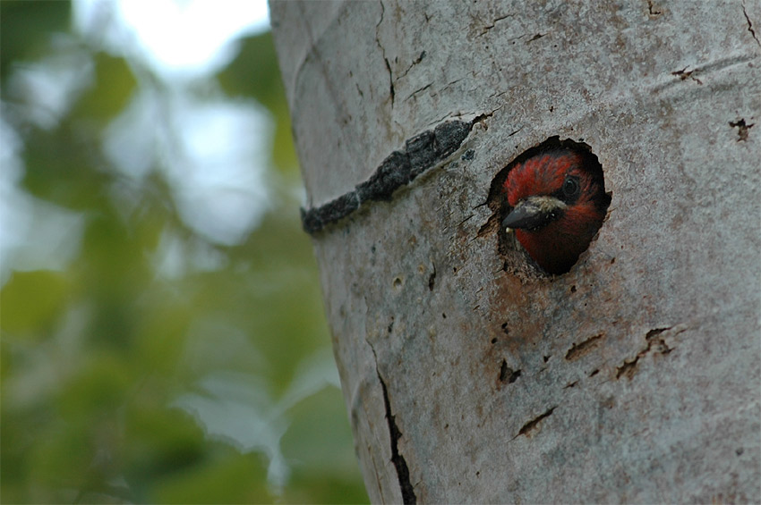 Datel ervenoprs (Red-breasted Sapsucker)