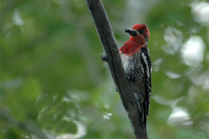 Datel ervenoprs (Red-breasted Sapsucker)