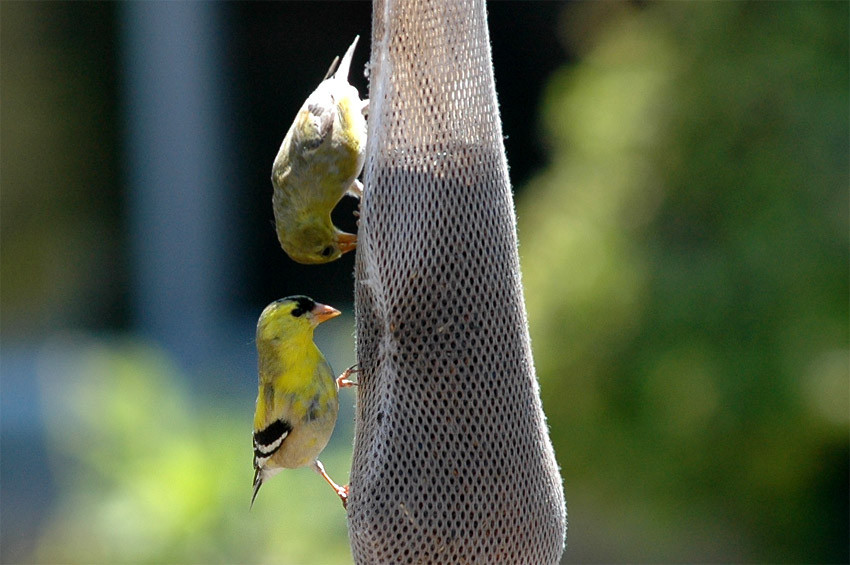 ek lut (American Goldfinch)
