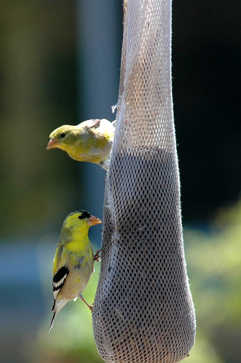 ek lut (American Goldfinch)