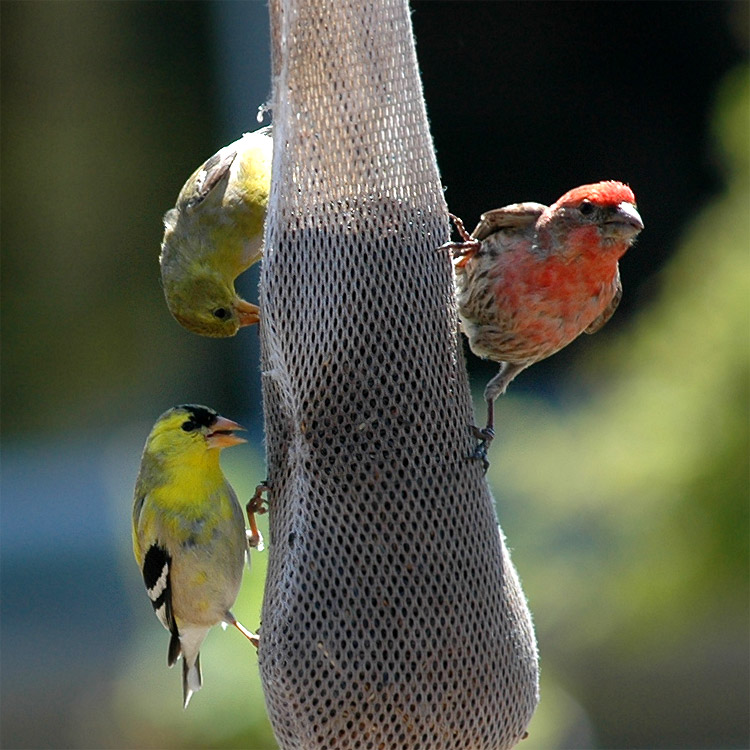 ek lut (American Goldfinch)