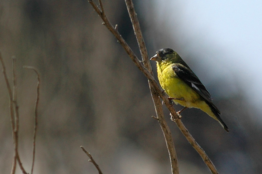 ek mexick (Lesser Goldfinch)