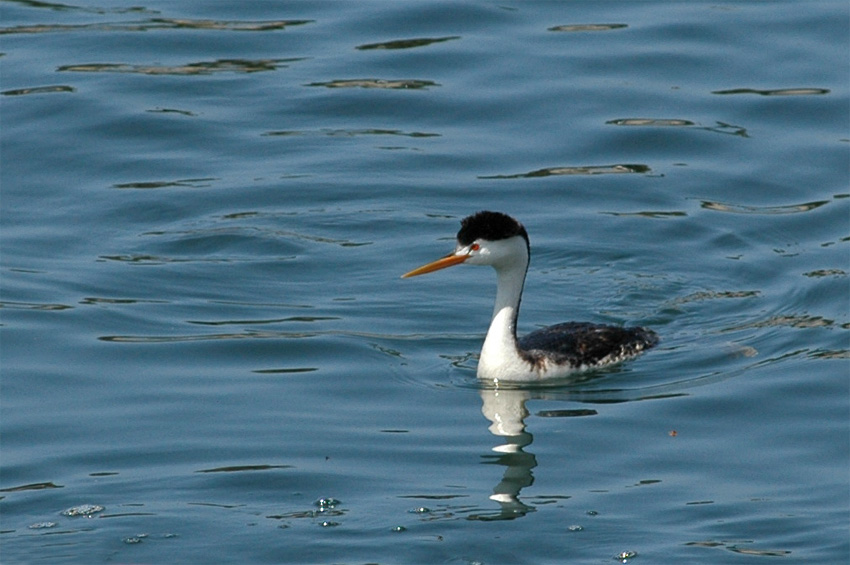 Potpka Clarkova (Clark's Grebe)