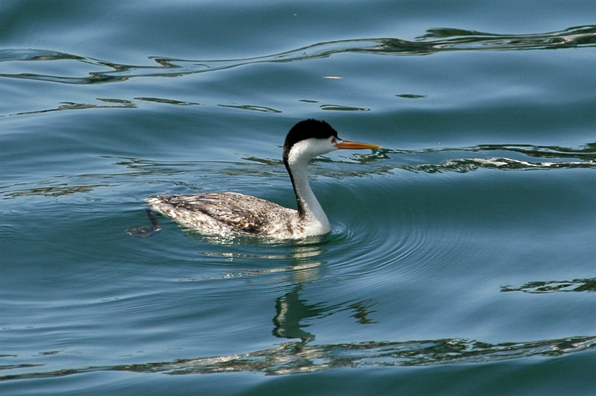 Potpka Clarkova (Clark's Grebe)