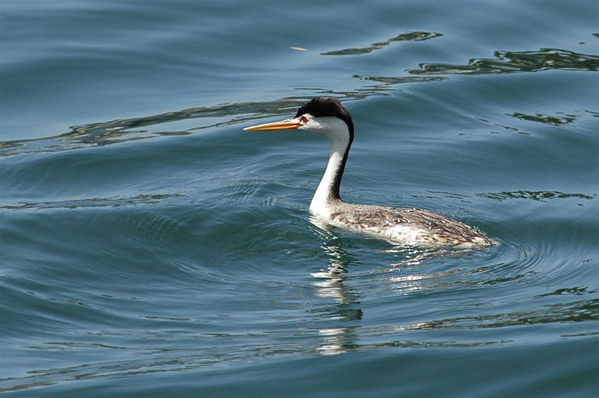 Potpka Clarkova (Clark's Grebe)