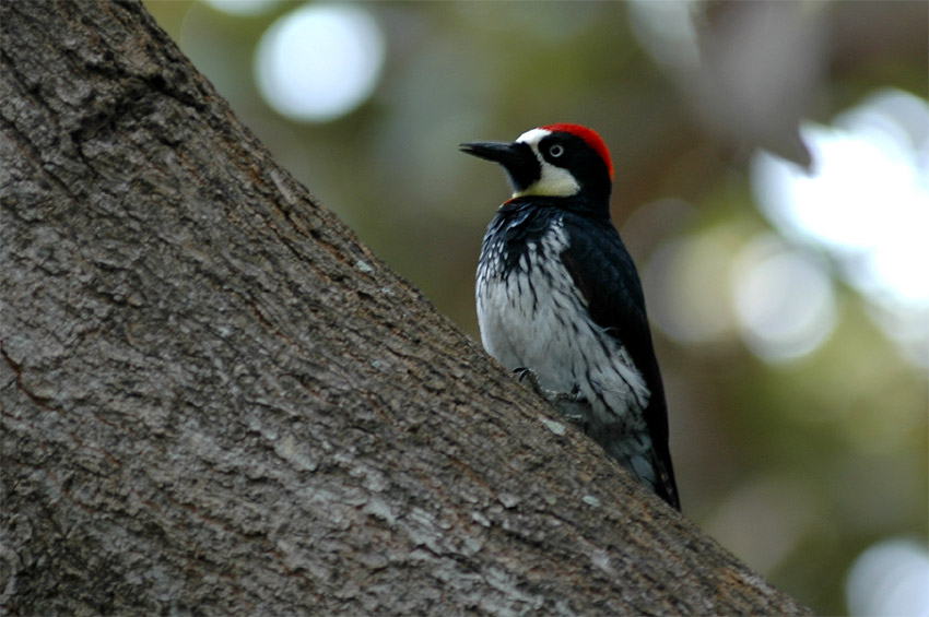 Datel sběrač (Acorn Woodpecker)