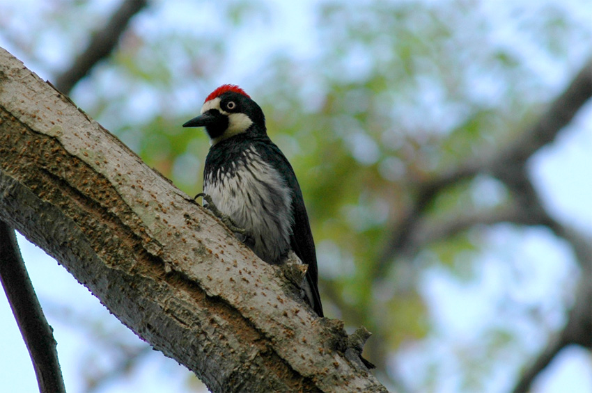 Datel sbra (Acorn Woodpecker)