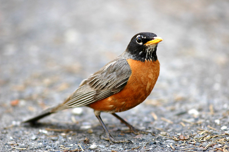 Drozd sthovav (American Robin)