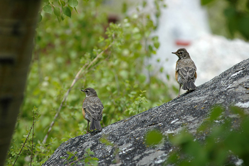 Drozd sthovav (American Robin)
