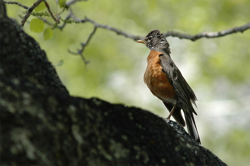 Drozd sthovav (American Robin)