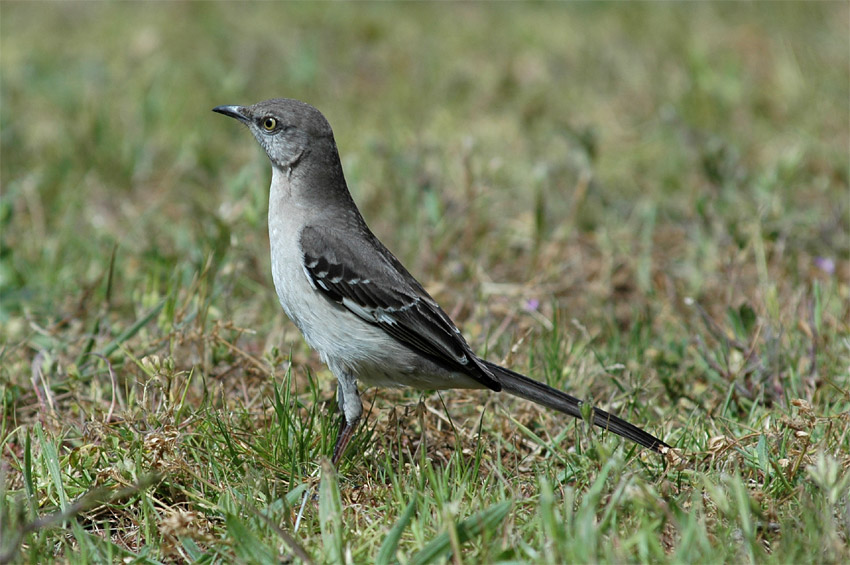 Drozdec mnohohlas (Northern Mockingbird)