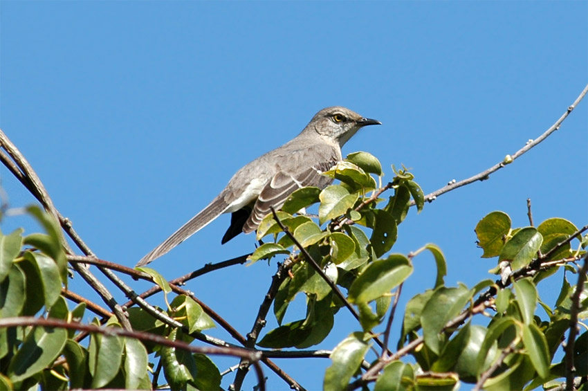 Drozdec mnohohlas (Northern Mockingbird)