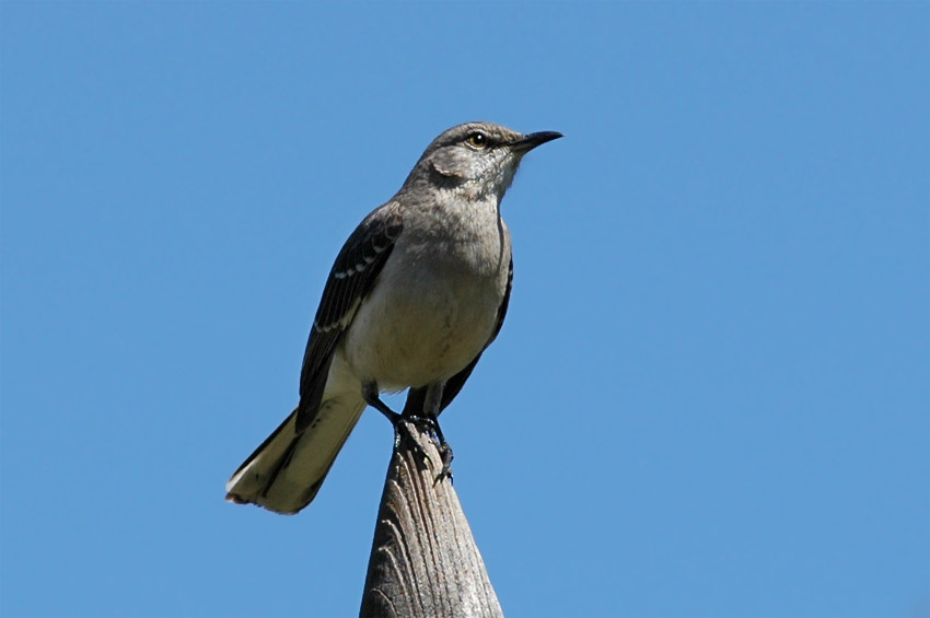 Drozdec mnohohlas (Northern Mockingbird)