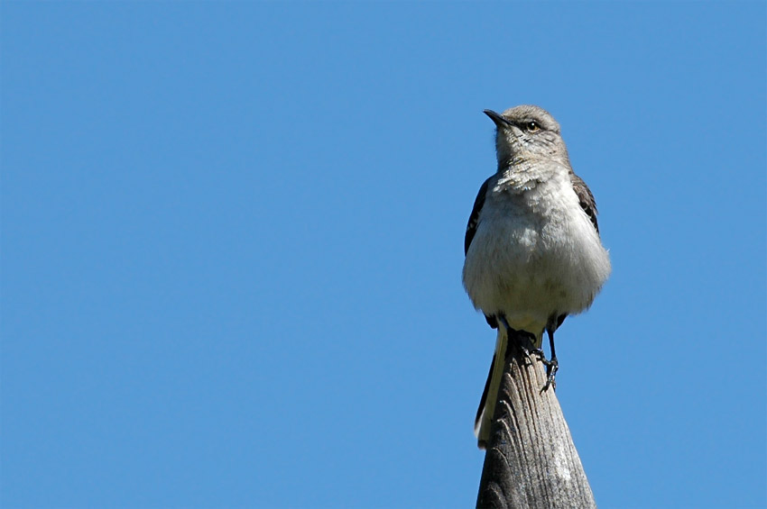 Drozdec mnohohlas (Northern Mockingbird)
