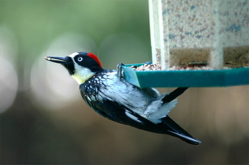 Datel sběrač (Acorn Woodpecker)