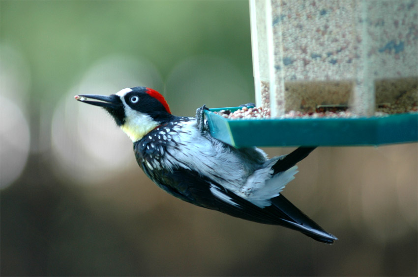 Datel sbra (Acorn Woodpecker)