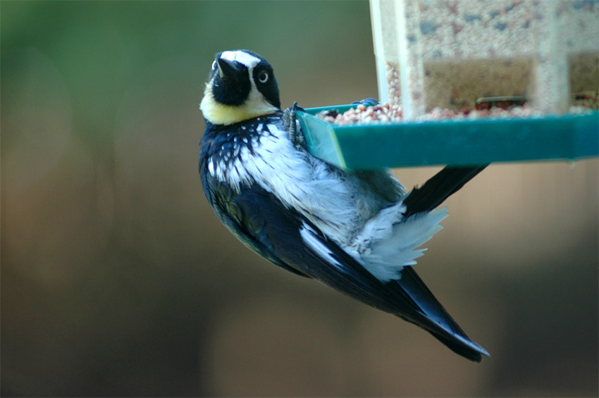 Datel sbra (Acorn Woodpecker)