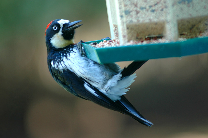 Datel sbra (Acorn Woodpecker)