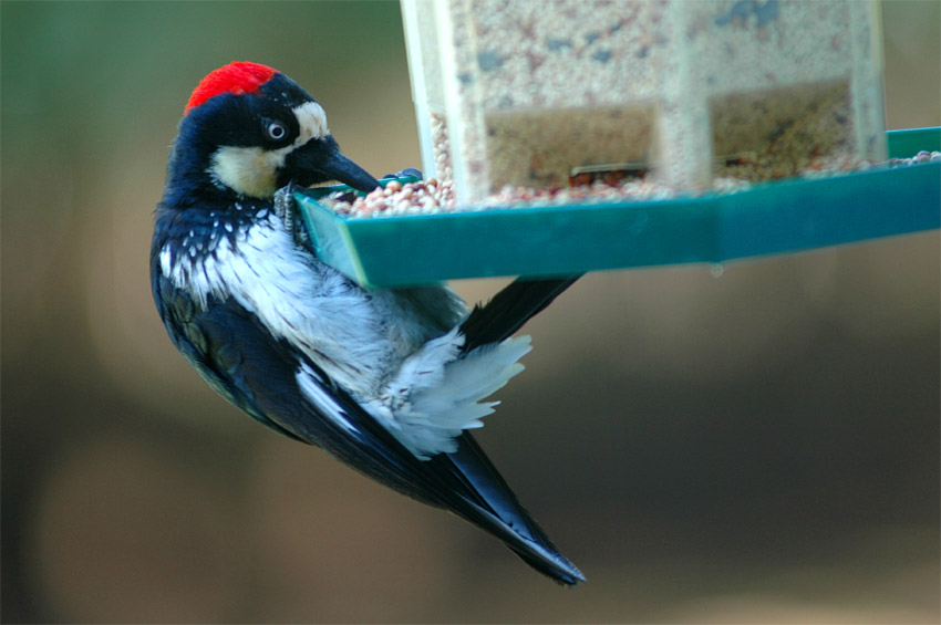 Datel sbra (Acorn Woodpecker)