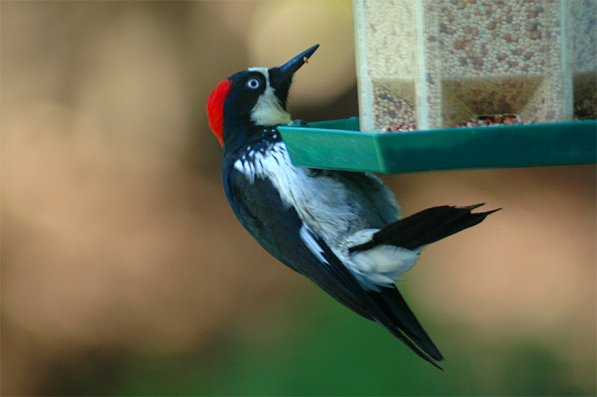 Datel sbra (Acorn Woodpecker)