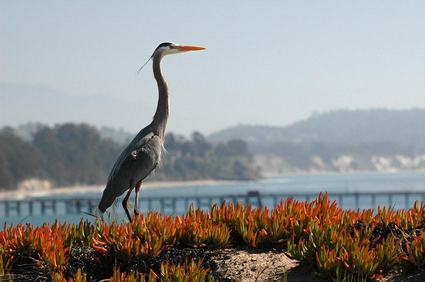 Volavka velk (Great Blue Heron)