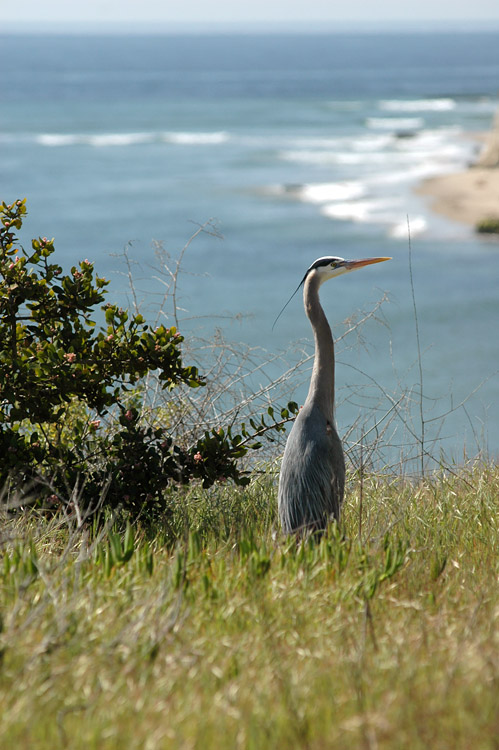 Volavka velk (Great Blue Heron)