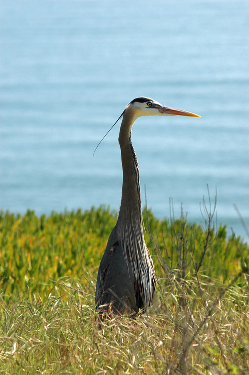 Volavka velk (Great Blue Heron)