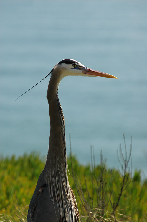 Volavka velk (Great Blue Heron)