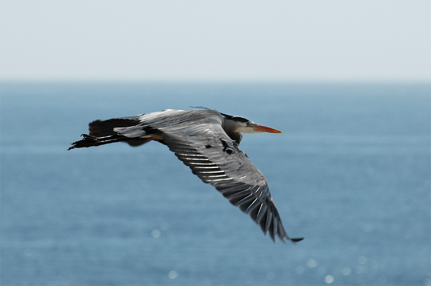 Volavka velk (Great Blue Heron)