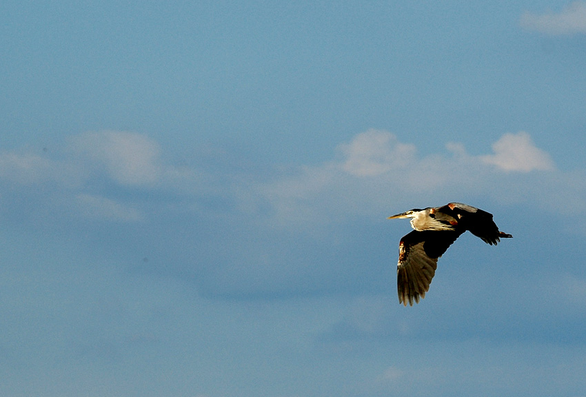 Volavka velk (Great Blue Heron)