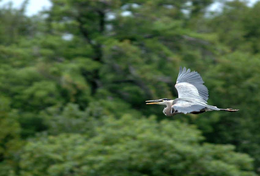 Volavka velk (Great Blue Heron)