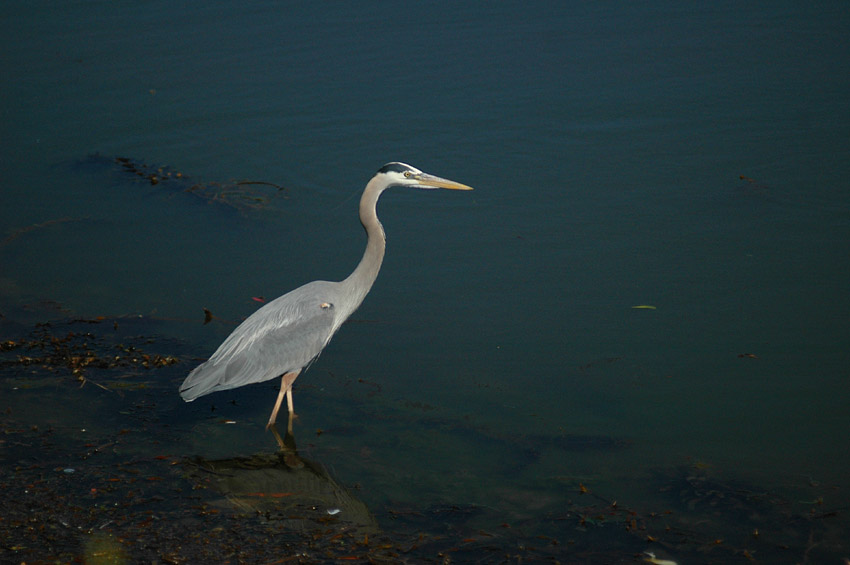 Volavka velk (Great Blue Heron)