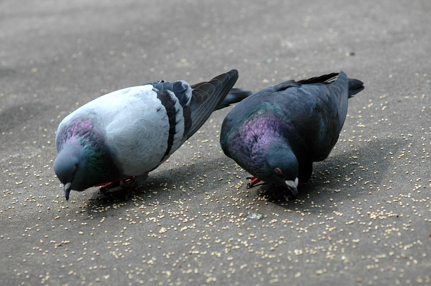 Holub domc (Rock Dove or Pigeon)