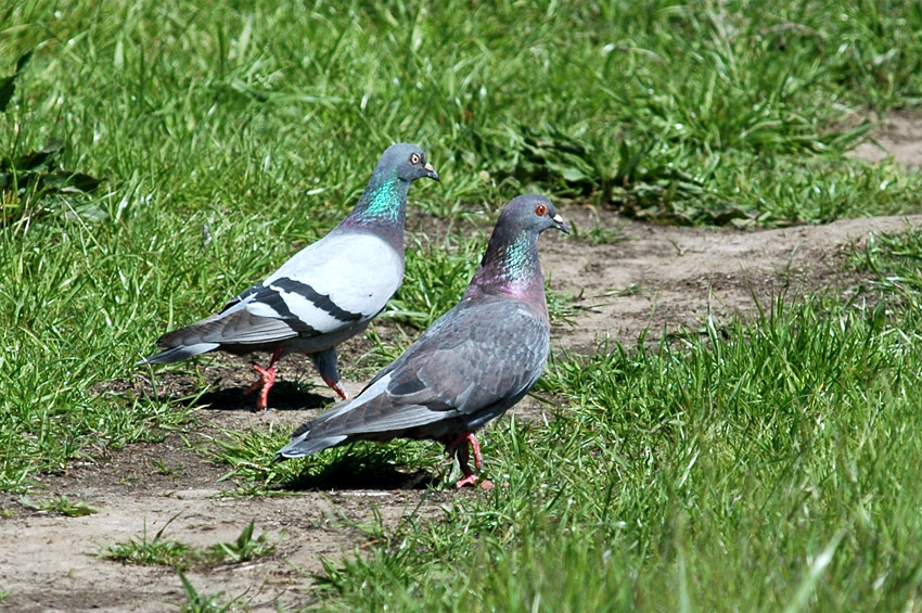 Holub domc (Rock Dove or Pigeon)