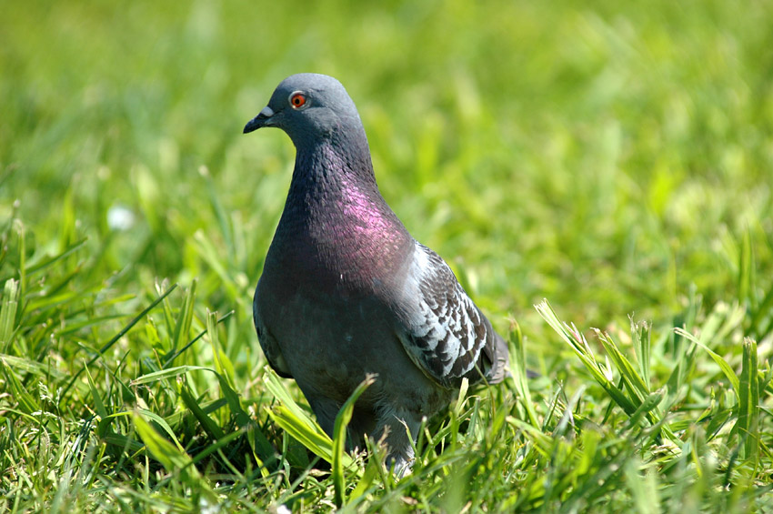 Holub domc (Rock Dove or Pigeon)