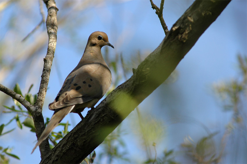 Hrdlika karolnsk (Mourning Dove)