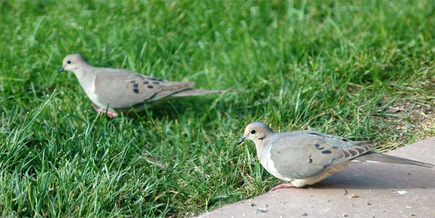 Hrdlika karolnsk (Mourning Dove)