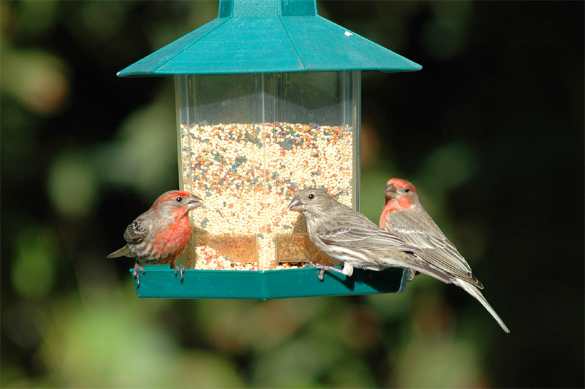 Hl mexick (House Finch)