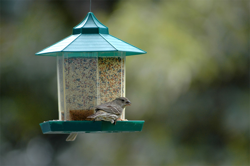 Hl mexick (House Finch)