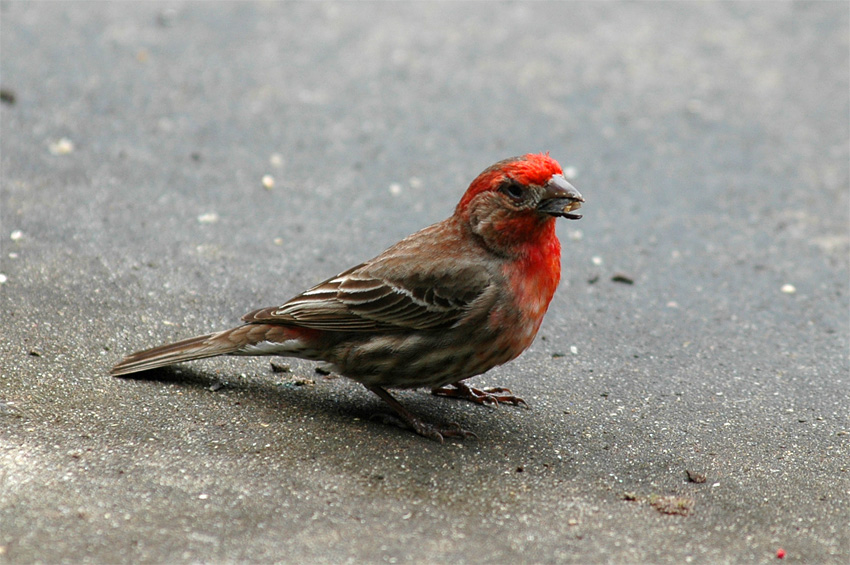 Hl mexick (House Finch)