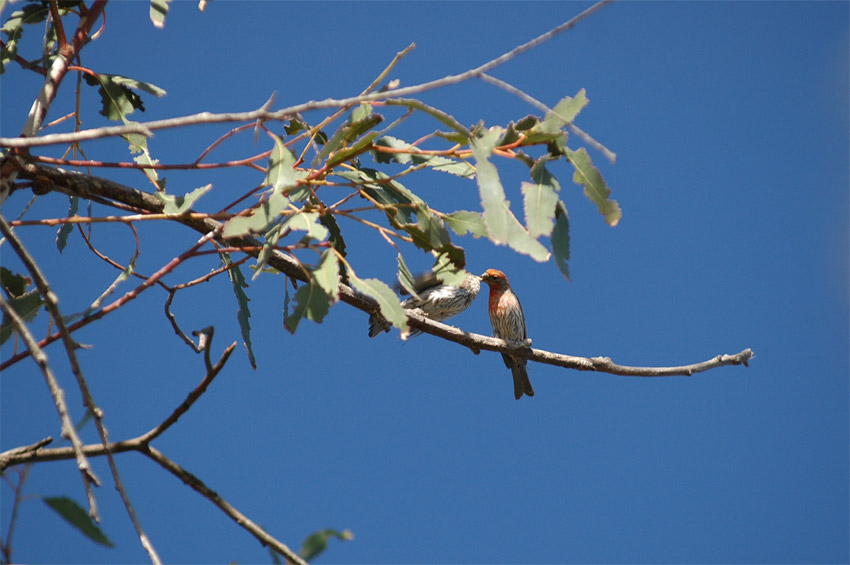 Hl mexick (House Finch)