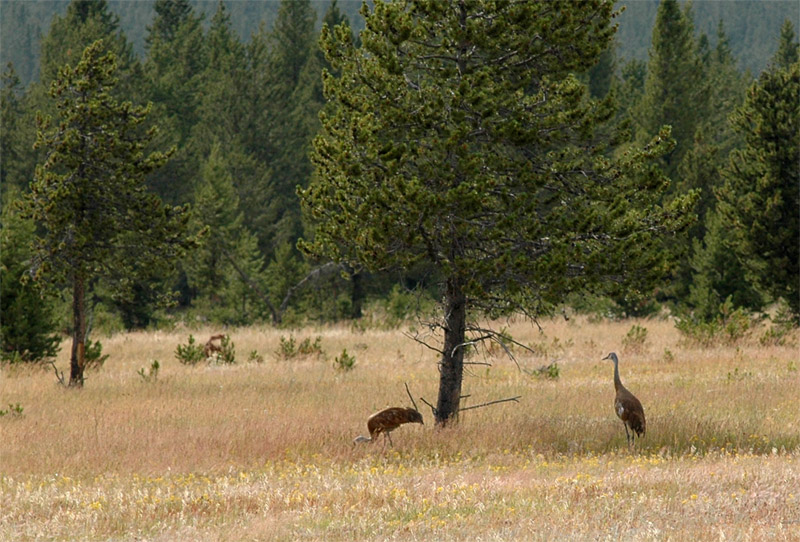 Jeb kanadsk (Sandhill Crane)